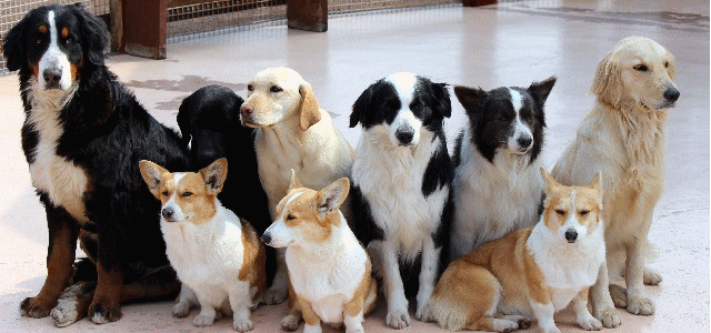 東村山市秋津　ドッグトレーニング　犬　訓練　ペット