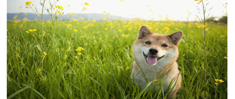 東村山市秋津　ELLE  DOG　ペットサロン・ホテル